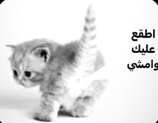 Sb0ky's tweet photo. @_llvrv حبي انتي تحت رجل السعودية https://t.co/Cv8tWgafHE