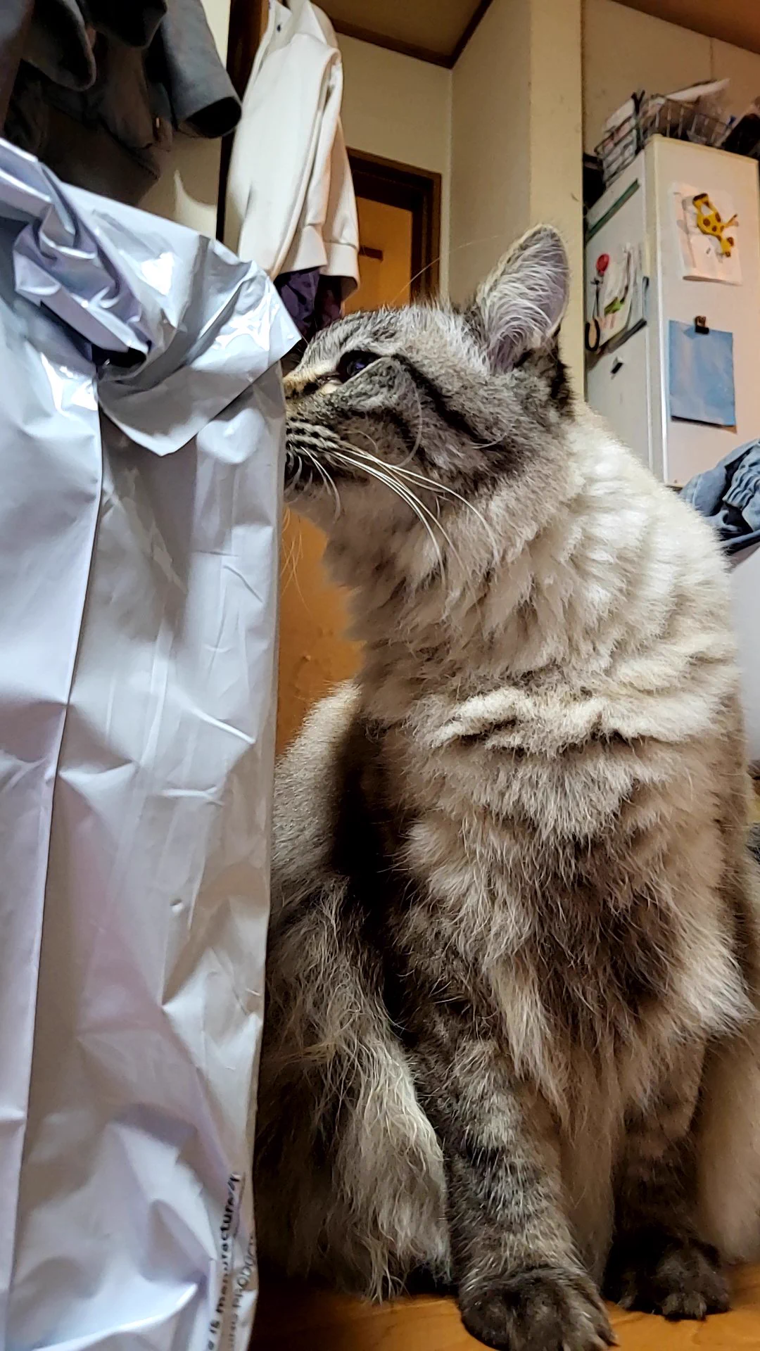 猫ちゃん大好きっ子ash💕 on X: 