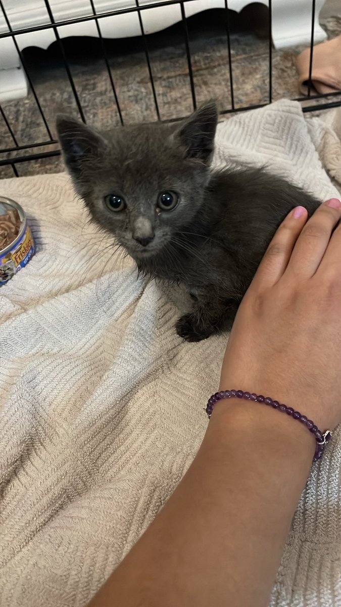 itseydrey's tweet photo. Firefighters ghosted us so we rescued a 3 legged cat from the drain using an @HEB bag to be extra native ✨ HEB any name suggestions before we take him to the vet? #Austin #Texas #HEB https://t.co/Fu6BdCvZ0Q