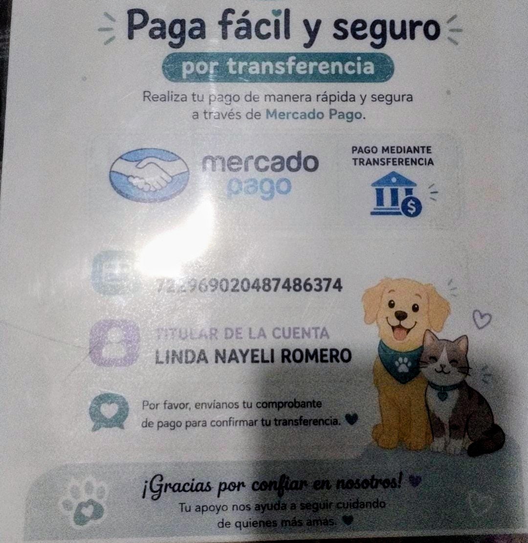 Ari_Arciniega6's tweet photo. Amigos infinitamente triste y endeudada Solicito ayuda Babry🐈a quedado internada y entrara a cirugía en unos minutos pues corre peligro su vida Intento recaudar $8000 de su cirugía Si alguien puede donar 1🪙lo agradecereremos Será directo a Veterinaria 
Concepto Babry Cirugía 🆘 https://t.co/sD21ZKfMho