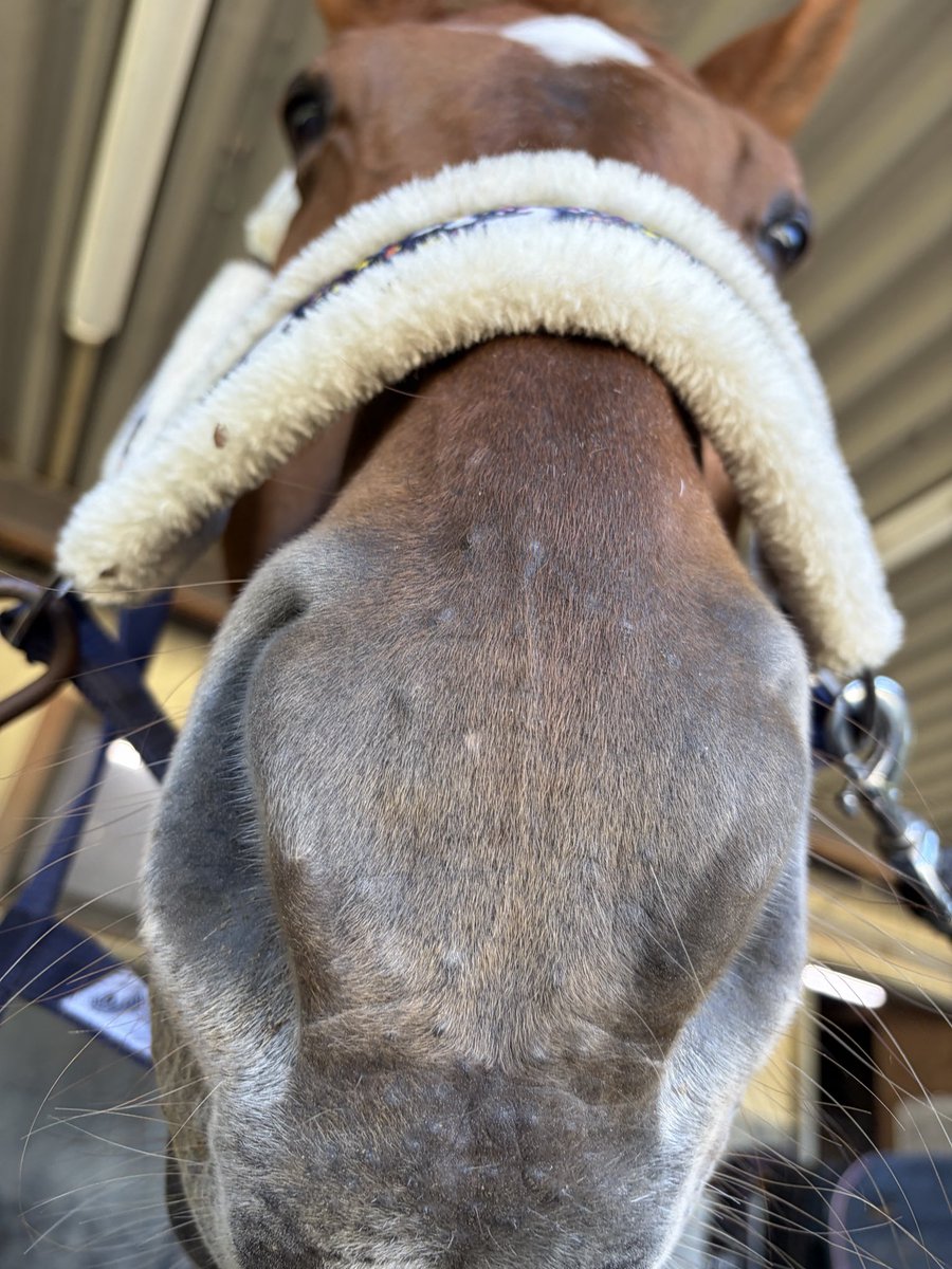 nit_horse's tweet photo. 名古屋工業大学馬術部から「愛馬の日」のお知らせです！🐴🌸
11月8日(日)に名工大厩舎にて乗馬体験を行います！参加費はもちろん無料です🫪馬に乗ってみたい人、馬と触れ合ってみたい人など、どなたでも大歓迎です！😼✨️
参加希望者やご質問のある方はXまたはInstagramのDMにお願いいたします！ https://t.co/TwtQaOFfOA