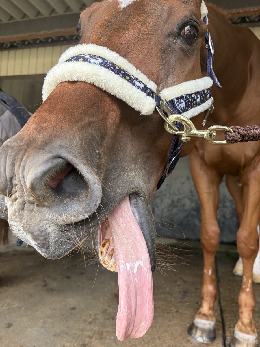 nit_horse's tweet photo. 名古屋工業大学馬術部から「愛馬の日」のお知らせです！🐴🌸
11月8日(日)に名工大厩舎にて乗馬体験を行います！参加費はもちろん無料です🫪馬に乗ってみたい人、馬と触れ合ってみたい人など、どなたでも大歓迎です！😼✨️
参加希望者やご質問のある方はXまたはInstagramのDMにお願いいたします！ https://t.co/TwtQaOFfOA
