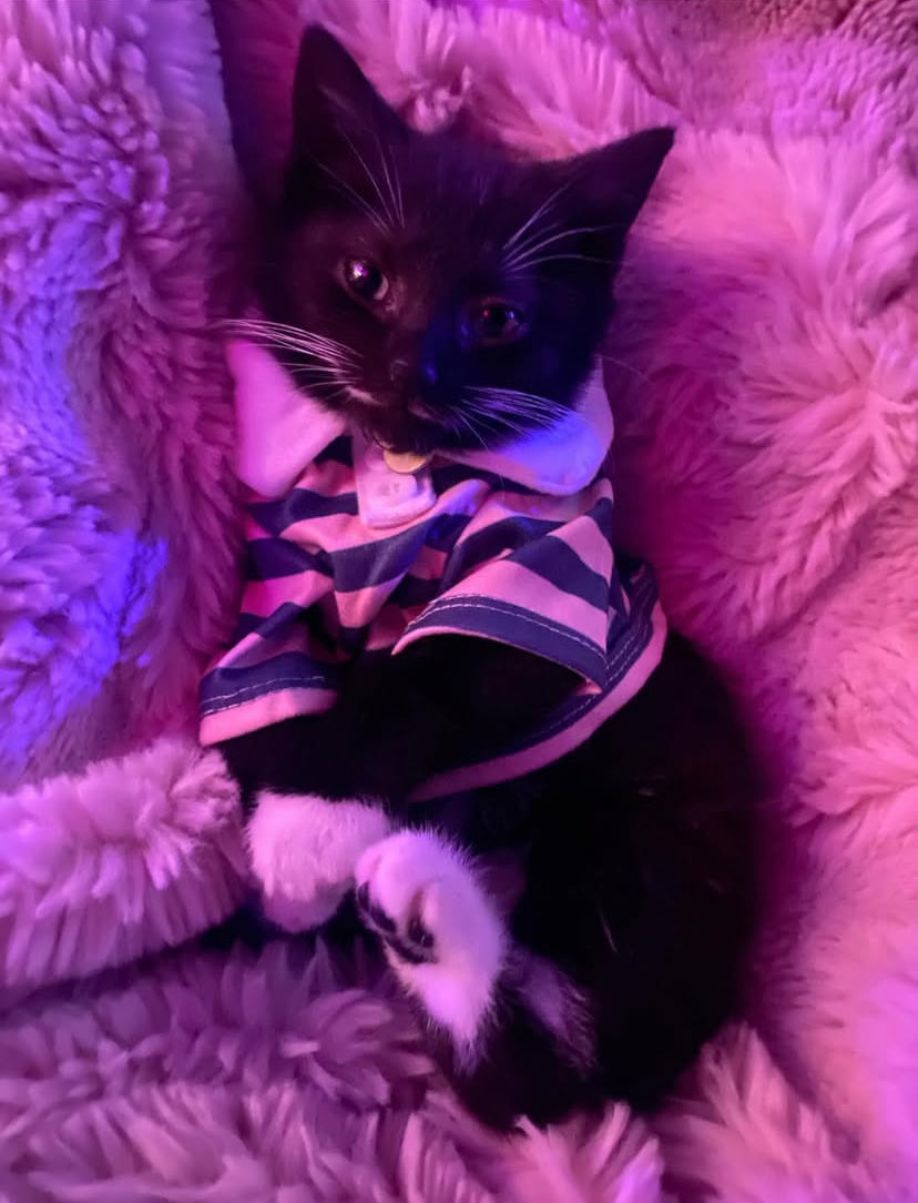 raewroteit's tweet photo. he dressed himself https://t.co/QBEVXAMx5f