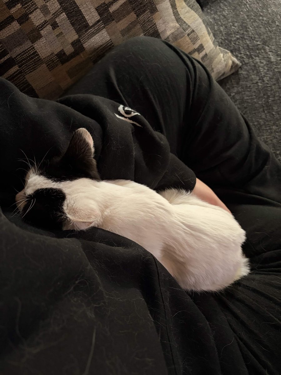 Junji_Nocti's tweet photo. Tater update:

occasionally he'll sleep in our laps, but still hides most of the day.

one step at a time little guy 🩶 https://t.co/G74iX6S3dB