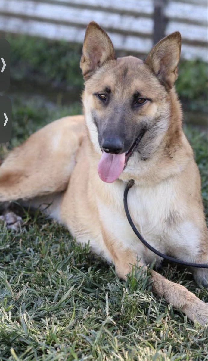 KellyG581976179's tweet photo. 🚨Critically Urgent in Central California Adopter or Foster Needed Now
To he killed Weds 10/14 at 6:30 am PT at, Stanislaus Animal Services Agency‼️
This is gorgeous , 1 year old , neutered , Belgian Malinois named Bravo. Bravos shelter notes are quite different than his previous owners take on him. The volunteers at the shelter say, “He has been loving and kind and babyish with his handlers, seeming eager to please. He's a sweet boy whose chances are getting ruined by his notes.”
“Bravo is doing great with dogs! We aren't sure what circumstances caused his owners to say he is agitated with dogs, but he had a great time playing with other dogs in playgroup!”
“Bravo needs a family who can meet his needs, who will ain him and give him proper care enrichment and exercise. Active families, please consider this sweet boy!” I’ll had his full notes in the comments.
Please go and adopt or offer to foster Bravo so a rescue can pull him . Fostering is Free.
Please consider out of state adoption 🇺🇸. It’s possible through a rescue. Adopter pays for transport.
Please Share Bravo. Tomorrow his last day to be saved 🙏💔
#Modesto #BelgianMalinois #Sacramento #Fresno #SanJose #Oakland #Fremont #Tracy #Turlock #Napa #SantaClara #Livermore #Pleasanton #Stockton #FosterSaveLives #SaveOnePup #Lodi
🎥 from Stanislaus Animal Shelter -Network/Rescue/Adopt, Autumn Serenity on FB