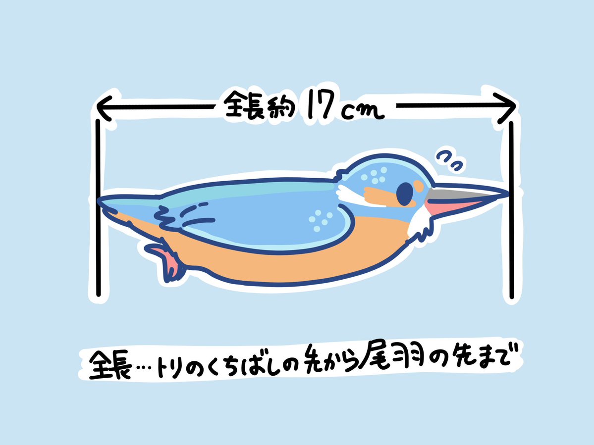 kingfisher0803's tweet photo. ＼毎月13日は #カワセミの日！／ 🩵🧡

カワセミは全長約17cmの小さな鳥。
スズメと同じくらいの大きさです！

くちばしの先から尾羽の先まで、約17cm。
小さな体に構造色など不思議なギミックがつまっています。
川辺で見かけたらぜひその小ささにも注目してみてください🐟 https://t.co/WA21Mmba5o