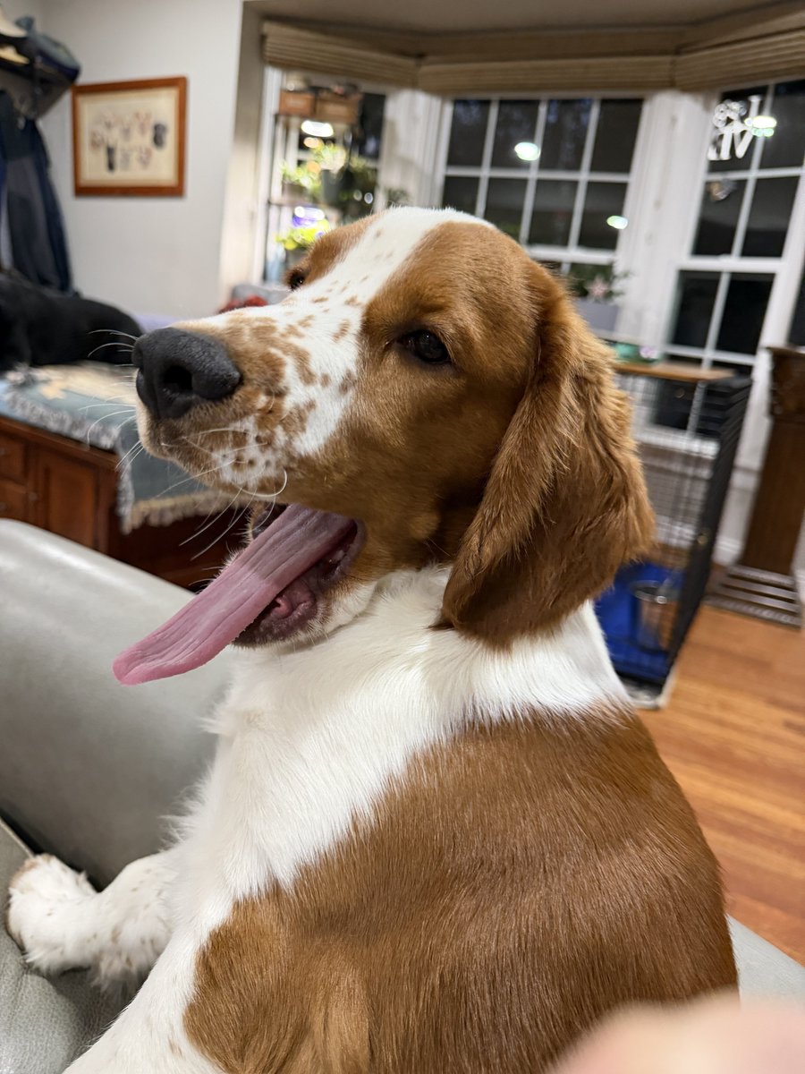 threedogsofva tweet picture