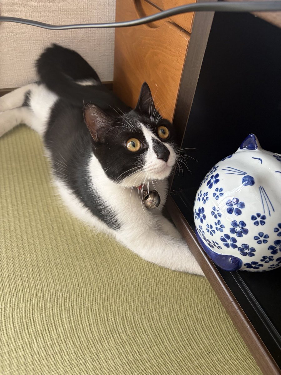 484484_484's tweet photo. めいの爪切りがいつもの場所になくて、めいにどこにやったの？って聞いたらテレビの下に手突っ込んでちょいちょいしてるから孫の手で掻っ攫ったら爪切り出てきた😳ハチワレかしこい😳けどそこに隠した犯人はあなただね？ https://t.co/aTN02IEY5w