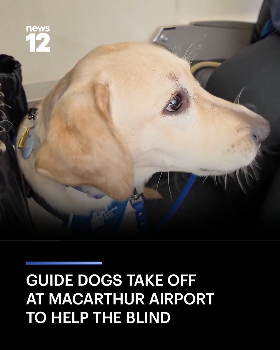 LIConnection's tweet photo. ๐ @News12LI: DOGS ON A PLANE: Dogs with the nonprofit Guiding Eyes for the Blind boarded a plane at MacArthur Airport to help expose them to a new environment. - https://t.co/IrhWV7VKQ4
#News12LI #GuideDogs https://t.co/0yfnlKMziJ