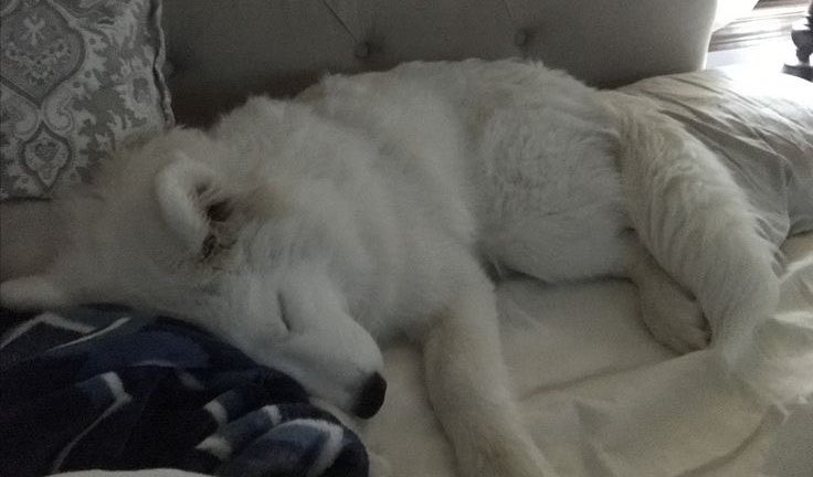 kirayawns's tweet photo. carer who tells me good job when I’m done getting ready for bed, then reads me a bedtime story and holds my hand until I fall asleep https://t.co/Hhy2AJbw5J