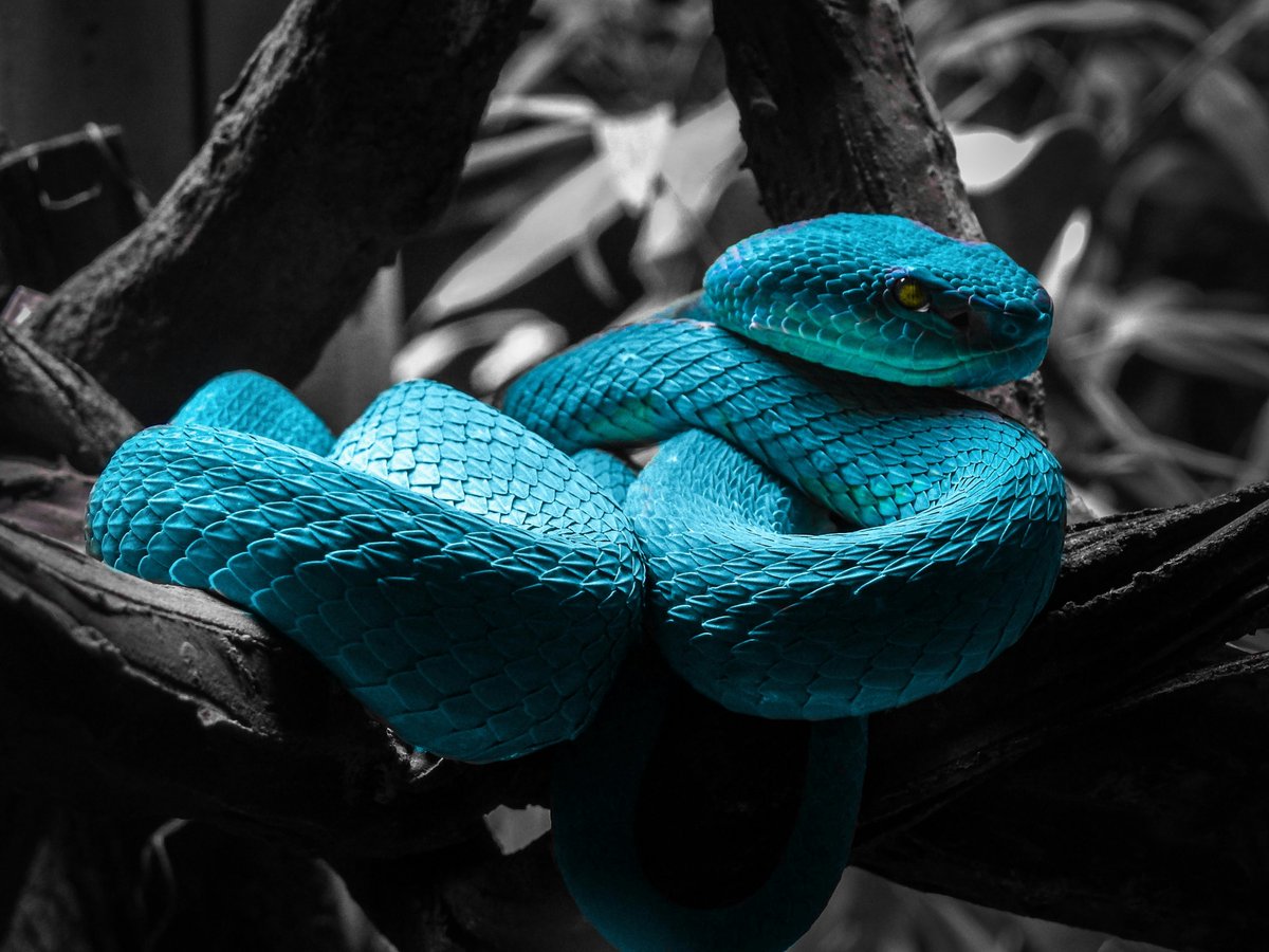 random_snakes's tweet photo. Wow! That's ssssssstunning! Reminds me of a blue insularis viper... 😍🐍💙 Anyone want to play #MatchTheSnake ??? Possssst a matching pic or gif below! https://t.co/T0EO3Gmvpc