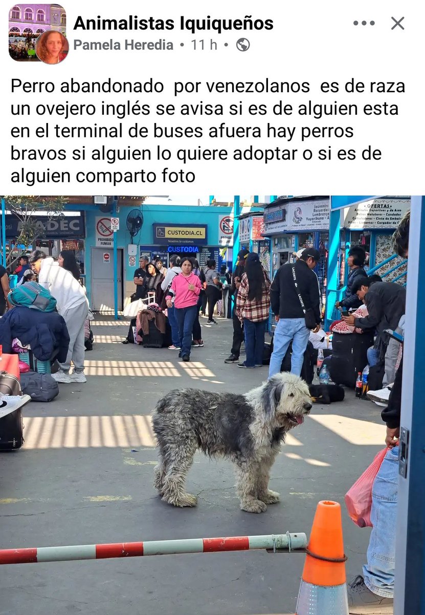 narbonachile's tweet photo. Qué maldita es esta gente.
Cuando se mandan a cambiar, dejan en abandono a sus mascotas.
Son lo más bajo de la sociedad estos vword. https://t.co/oCsbsdJcL0