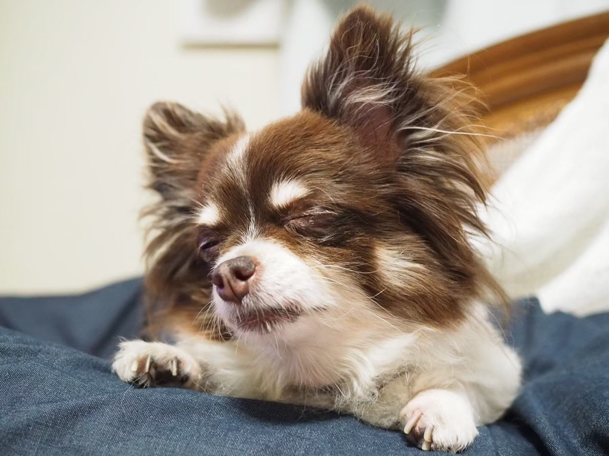anzu_0728_'s tweet photo. おはようございます☀
まだ眠くてショボショボ。。
#チワワ #犬のいる暮らし #犬好きと繋がりたい https://t.co/VugsIBCPGv