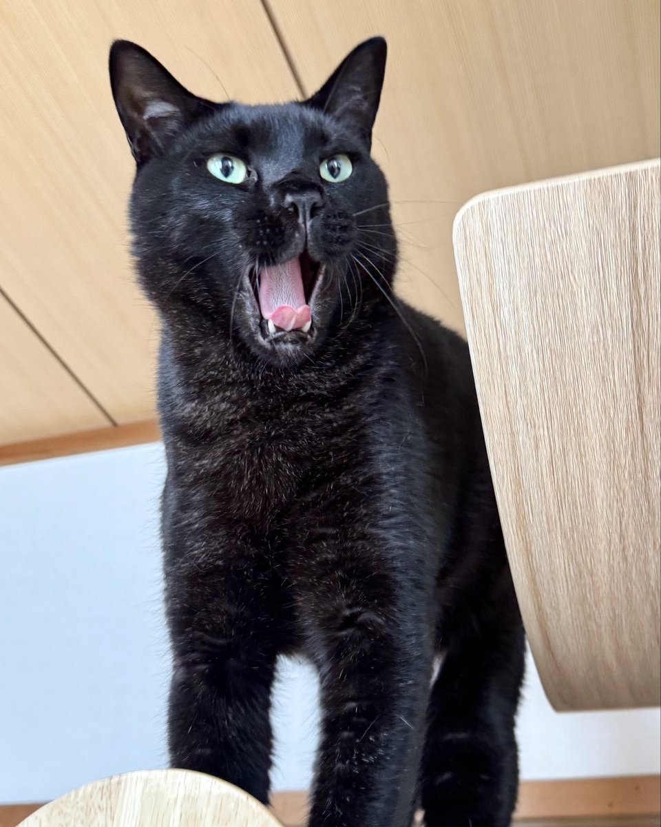 NenekokoC's tweet photo. こちらは高みから咆哮✨🥱💥🐈‍⬛

#ここ #ねねここ #あくび
#咆哮 #あくび猫

#猫 #黒猫 #くろねこ #保護猫 #blackcat https://t.co/YzrznYIYUI