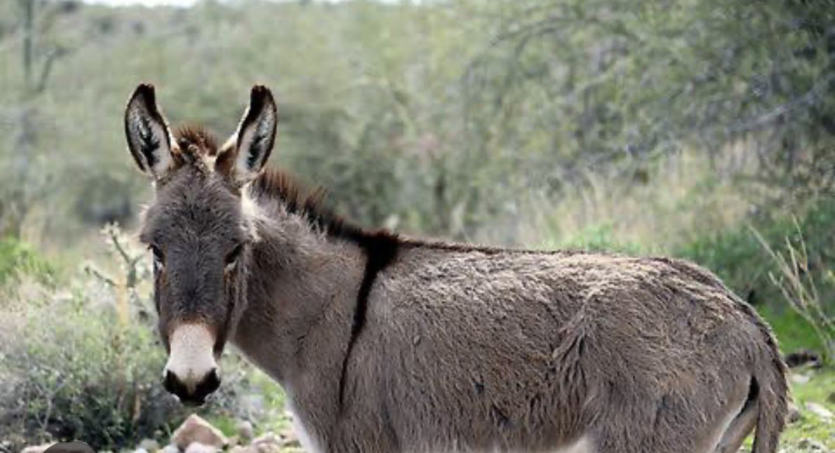 Rajcbe73's tweet photo. @iAKsSaviour Not only Rahul Gandhi even this donkey  is better than modi https://t.co/hrtU4SslFV