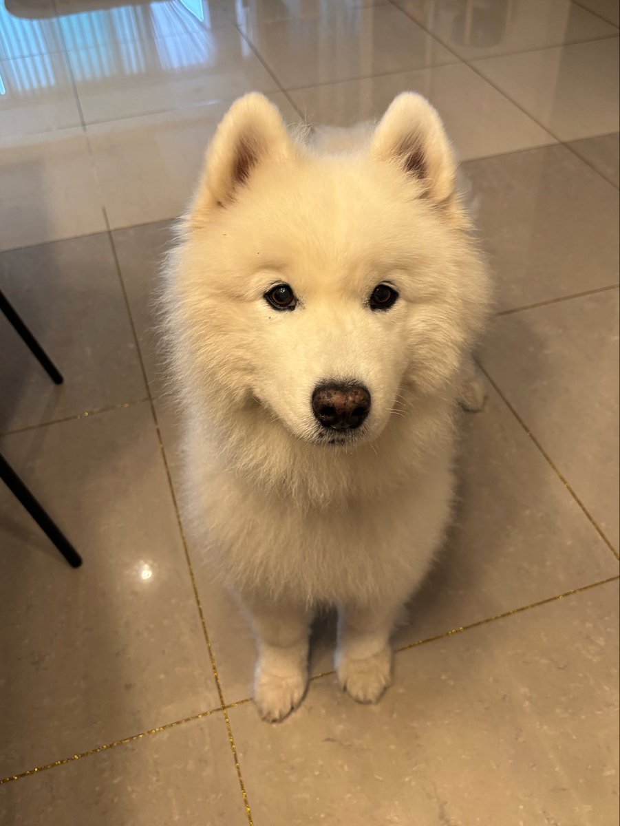 polarsom's tweet photo. 고구마말랭이는 개껀데 사람이자꾸 먹어서 이해할수없다는얼굴 https://t.co/s1932vQj98