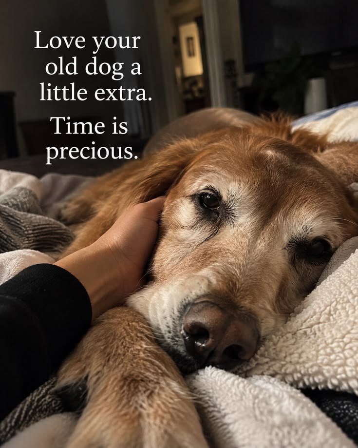 petpopular's tweet photo. https://t.co/TEiRKp37vR