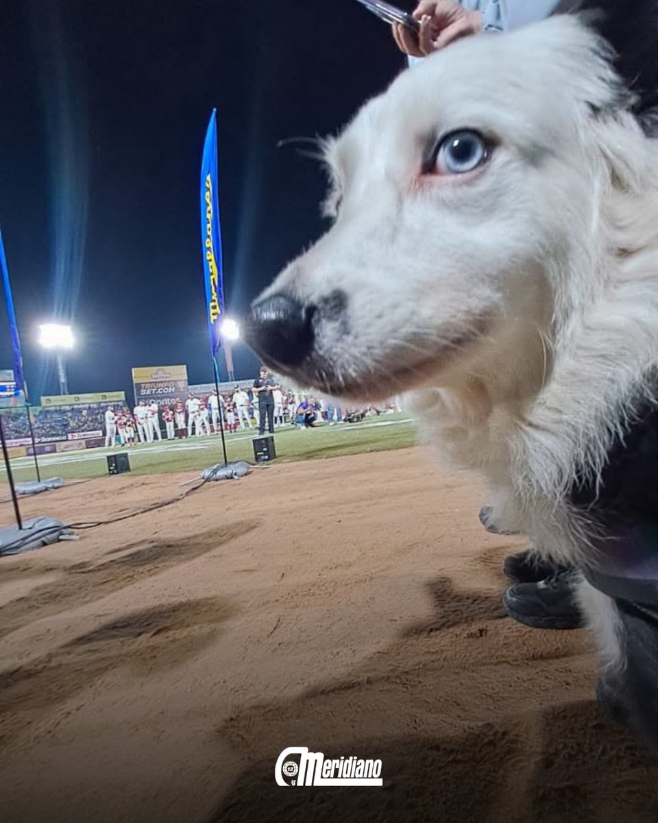 Meridianoonline's tweet photo. 🐶 ¡EL HÉROE DE VENEZUELA! 😍

Tsunami, el perro de rescate con 26 vidas salvadas, fue la estrella indiscutible en la inauguración de la temporada 2026-2027 de la LVBP. Entre ovaciones de pie y miles de miradas, este binomio K9 junto a Jorge Beens demostró que el deporte y la solidaridad van de la mano. ⚾❤️

El béisbol venezolano se unió por una causa noble: la Escuela de Rescate K-SAR ECID®️. Porque los héroes no solo batean... también salvan vidas. 🐶🦺

📸 Cortesía