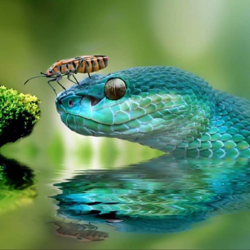 random_snakes's tweet photo. @P0chu_L1ver Yessssss! They're widely known as "The world's most beautiful snake" but of course, this is an opinion. It depends on who you asssssk but I think it's safe to say, this snek species ranks high on any "most beautiful snakes" list! https://t.co/cEAx2QZyYL