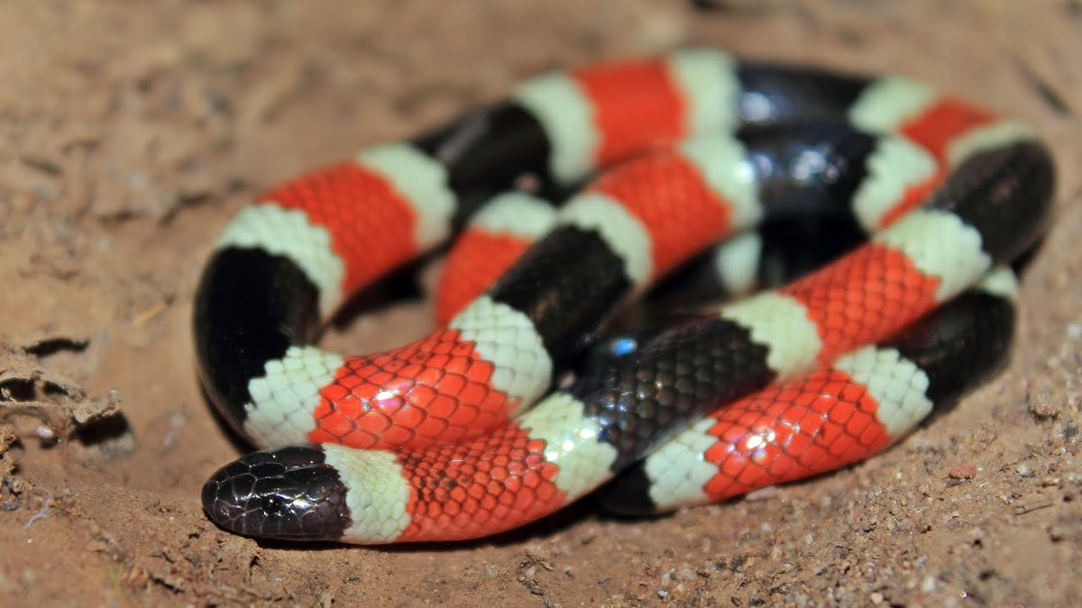 random_snakes's tweet photo. Opinion: Also high on my "most beautiful snakes" list:

1) Malaysian Blue coral snake
2) Sonoran coral snake
3) African bush viper
4) Brazilian rainbow boa https://t.co/MHBrWp4qpF
