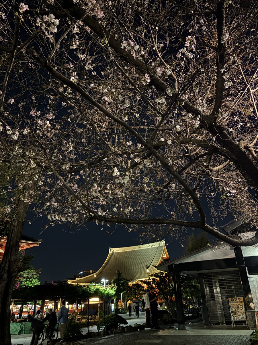 asakusa_navi's tweet photo. 浅草寺鐘つき堂近くに🔔

十月桜が咲いてます🌸

小さくて可愛い😍

#浅草寺
#鐘つき堂
#十月桜🌸
#浅草なび

https://t.co/WJNvzCTOqf https://t.co/J8EGEvIm9l