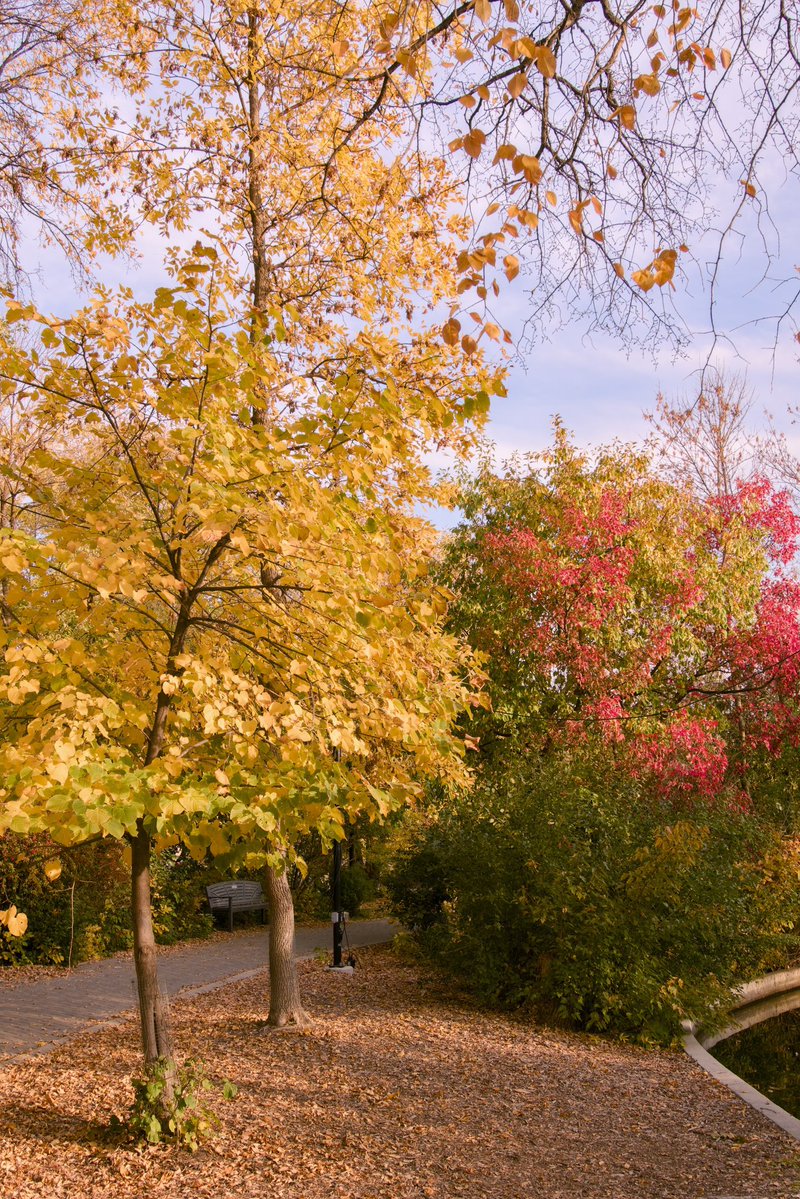 saffat_corp's tweet photo. Absolutely having a blast this fall 🇨🇦 https://t.co/2hrJ0ilYFr