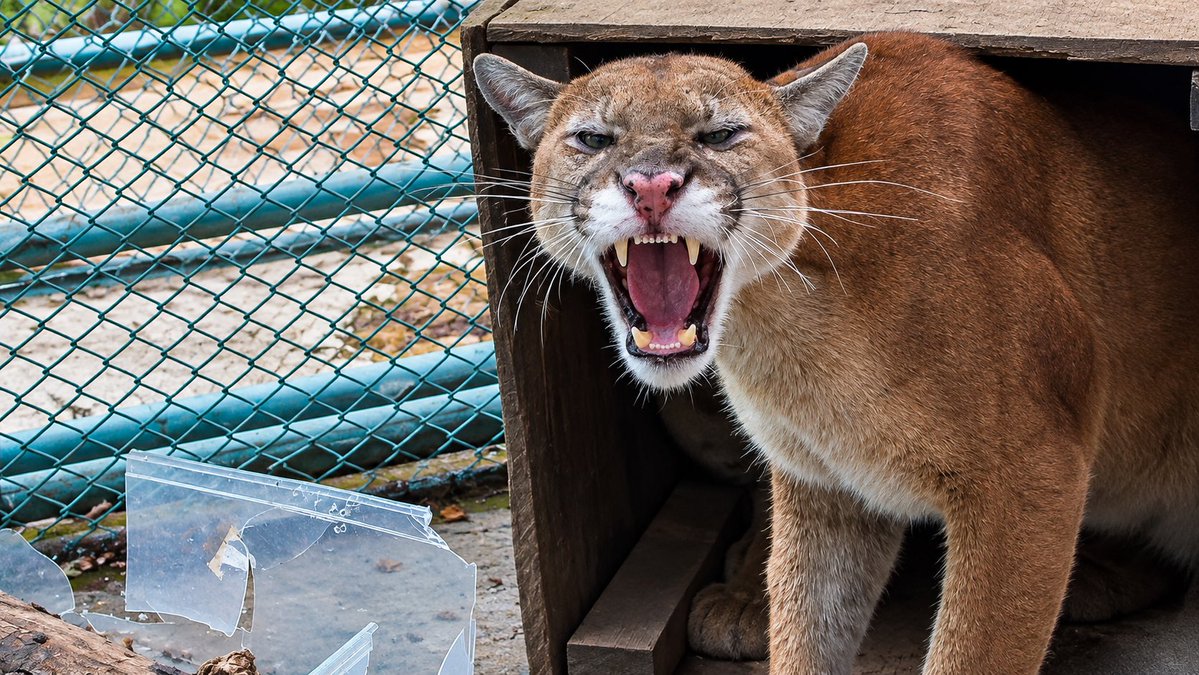 CRCcauca's tweet photo. 🐾💚 ¡Del rescate a la libertad! Una madre puma y su cría regresaron a su hábitat natural en Miranda, Cauca. Tras recibir atención veterinaria y superar las evaluaciones médicas y de comportamiento, estas dos hembras de Puma concolor volvieron a las montañas que son su hogar. 🌿 https://t.co/FWCZzKLyDU