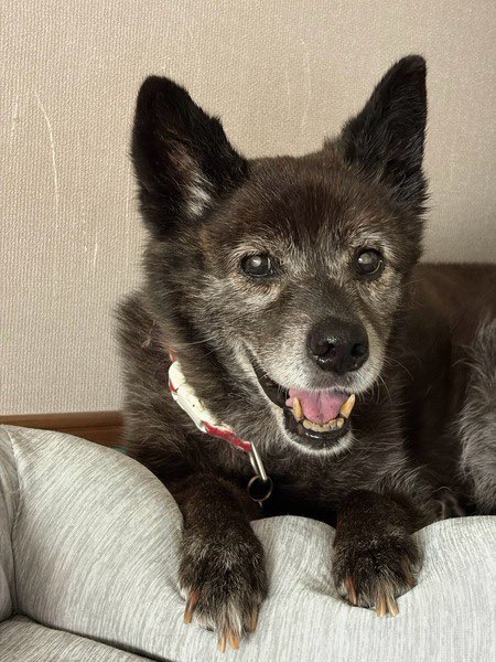 satoya_boshu's tweet photo. ツンデレ女子　甲斐犬ミックスのメーテル
推定19歳0ヶ月
♀ 埼玉県

■これから必要な医療措置
お腹の薬服薬中
心雑音 
■性格・特徴
ツンデレ 
■体調
特に問題なし
右手前足腫瘍
フィラリア陰性 https://t.co/jtv18O3vfs