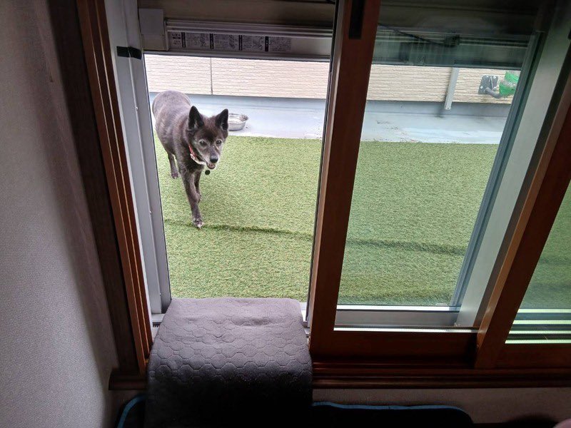 satoya_boshu's tweet photo. ツンデレ女子　甲斐犬ミックスのメーテル
推定19歳0ヶ月
♀ 埼玉県

■これから必要な医療措置
お腹の薬服薬中
心雑音 
■性格・特徴
ツンデレ 
■体調
特に問題なし
右手前足腫瘍
フィラリア陰性 https://t.co/jtv18O3vfs