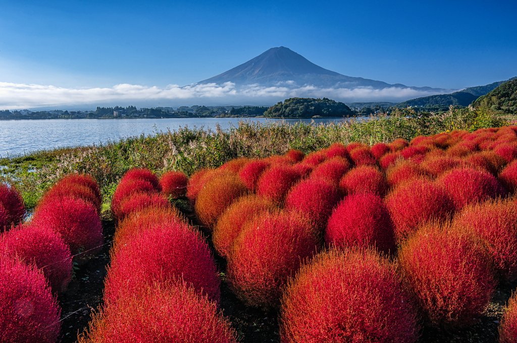 taitan21's tweet photo. おはようございます。
湖畔の紅葉したコキアと富士山の風景です！ https://t.co/JwkhtKm8sT