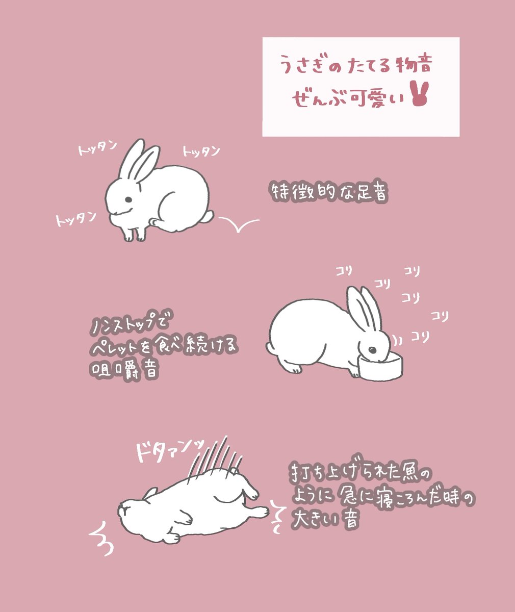 booboousag's tweet photo. うさぎ、鳴かないのに意外とやかましくてほんとに可愛い https://t.co/TE6TxY5yOA