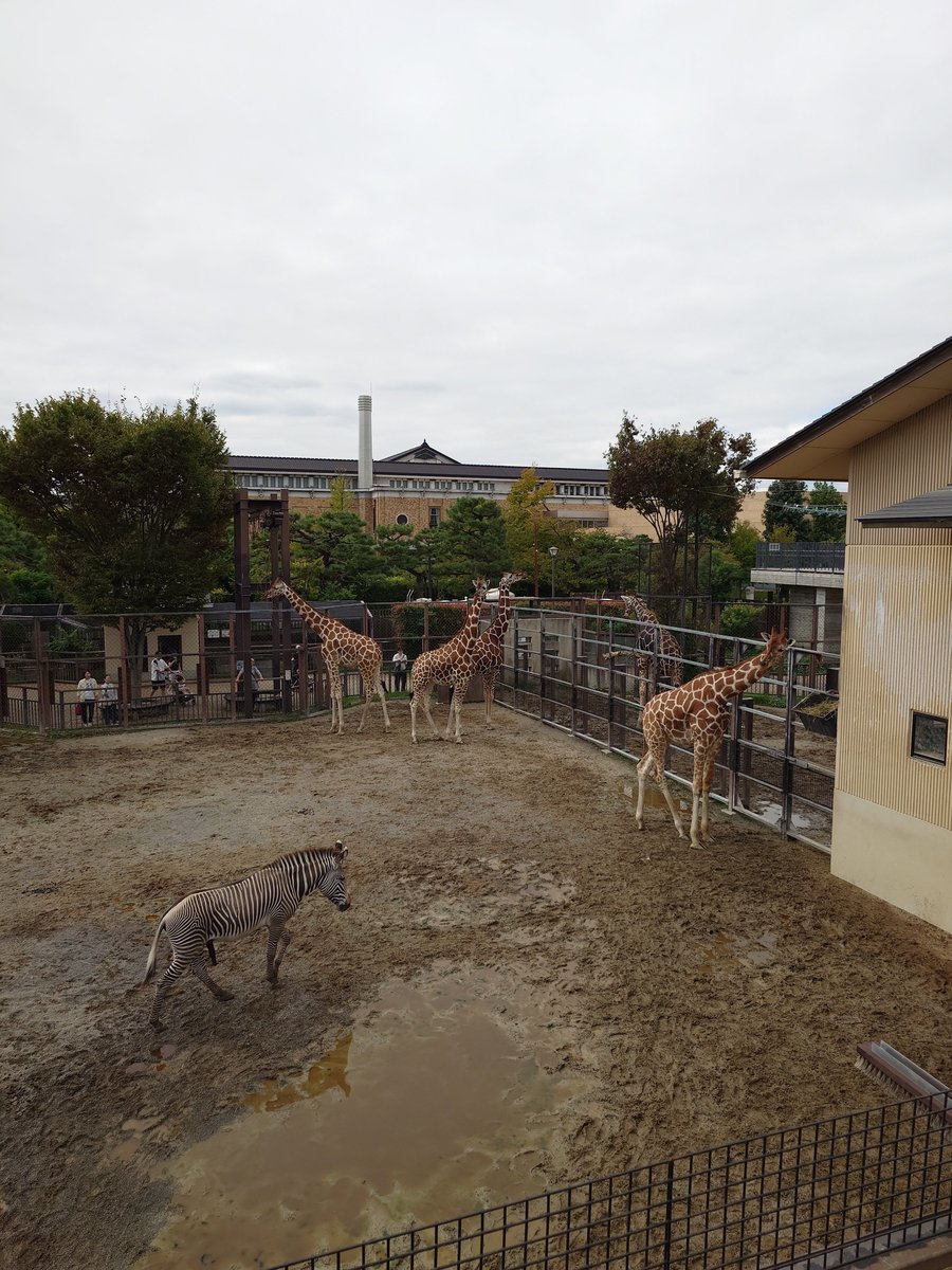 satoroi466422's tweet photo. ミナト君…寂しいよ…
2026年9月30日撮影
#京都市動物園
#グレビーシマウマ 
#ミナト https://t.co/taPgTMICz2