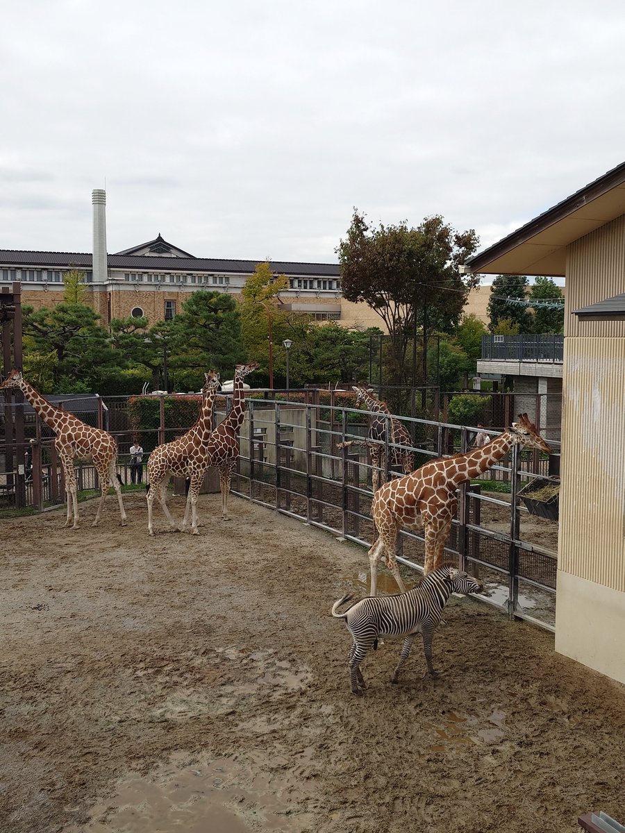 satoroi466422's tweet photo. ミナト君…寂しいよ…
2026年9月30日撮影
#京都市動物園
#グレビーシマウマ 
#ミナト https://t.co/taPgTMICz2