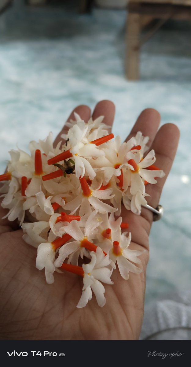 invinciblegud91's tweet photo. यह पारिजात (हरसिंगार) के सुंदर फूल हैं, जो अपनी मनमोहक सुगंध के लिए जाने जाते हैं। यह सफेद पंखुड़ियों और नारंगी डंडी वाले फूल रात में खिलते हैं और सुबह खुद ही झड़ जाते हैं।
    
Ask a follow-up https://t.co/inpaDrx0hV