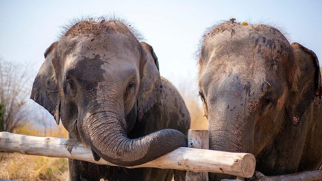 gurkan974's tweet photo. Thai culture, elephants and beach: 11 nights from £1, 989pp. Save up to £345pp. Travel 15 Oct 2026. Includes flights, transfers, 4-star stays, elephant camp and meals. Book by 31 Aug 2026. Deposit from £150pp. https://t.co/hbIoK0upZl