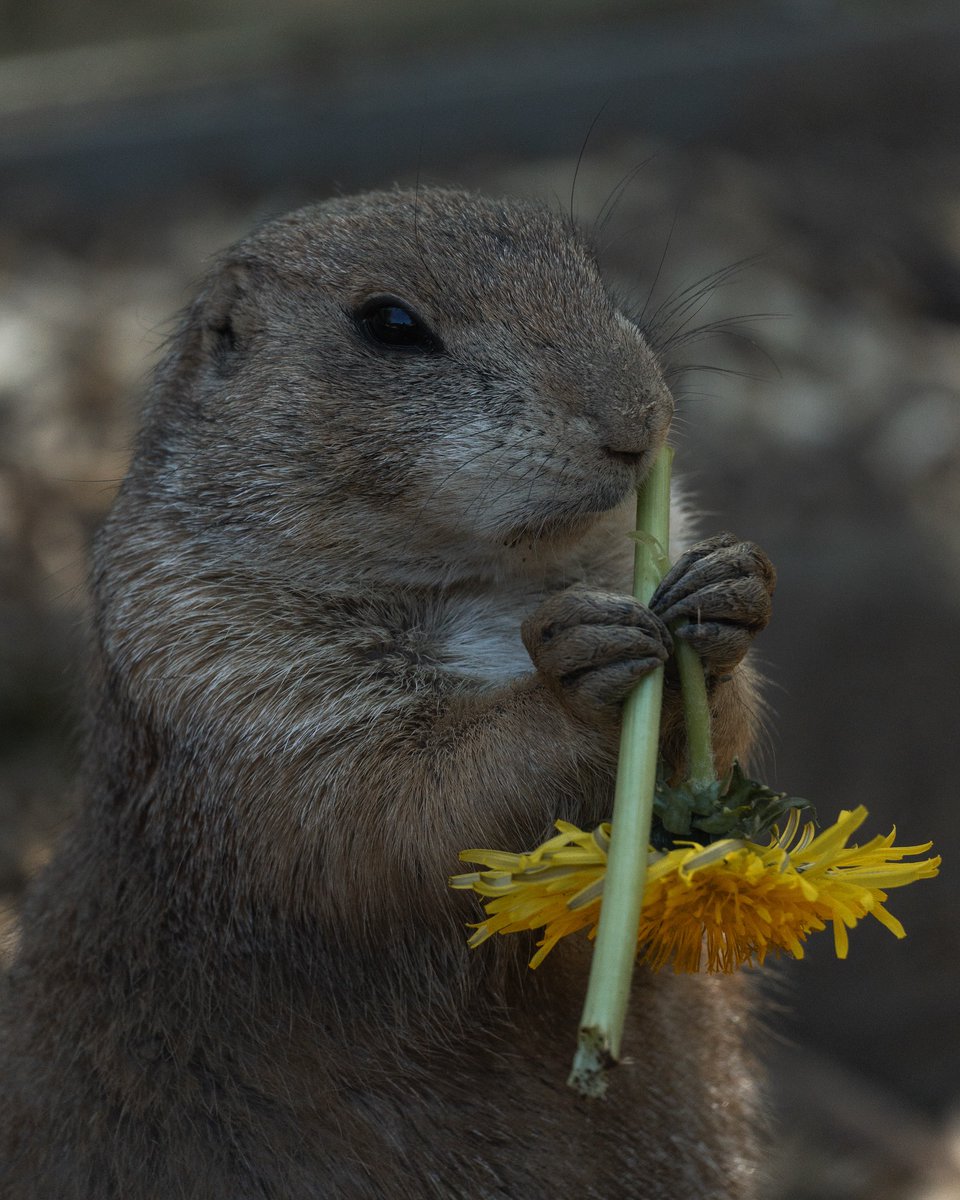 Raptor9200's tweet photo. 🌼♡🌼♡🌼 https://t.co/duzpCVaGUD