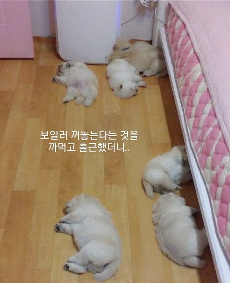 bingsome's tweet photo. 보일러에 다 녹아버린 인절미들 https://t.co/vNYf55Qn0j