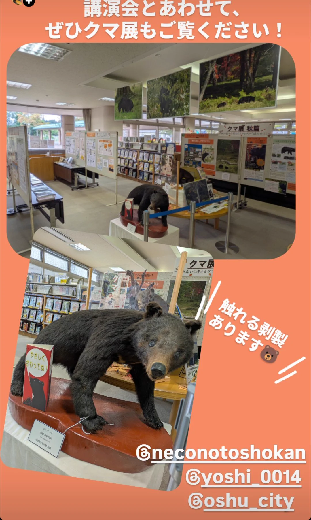 猫ノ図書館 on X: 