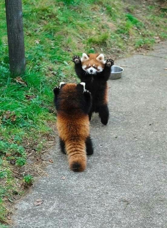madaomoshiroi's tweet photo. 両者とも怖くないレッサーパンダ同士の威嚇まだ面白い https://t.co/cYm7kqOCS0