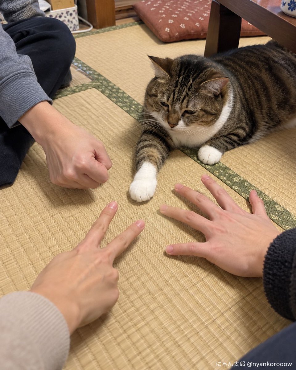 nyankorooow's tweet photo. 肉球、何に勝てるんだよ。 https://t.co/Ltj2Q2OT7p