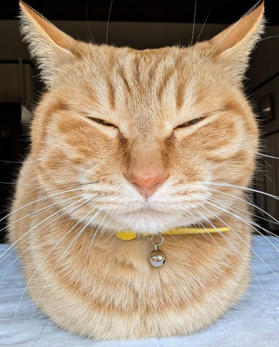 takem1ho's tweet photo. この余裕たっぷりな目つき、何でも知ってるかのような貫禄ある茶トラくんだ。 https://t.co/XlSkeYLcZm