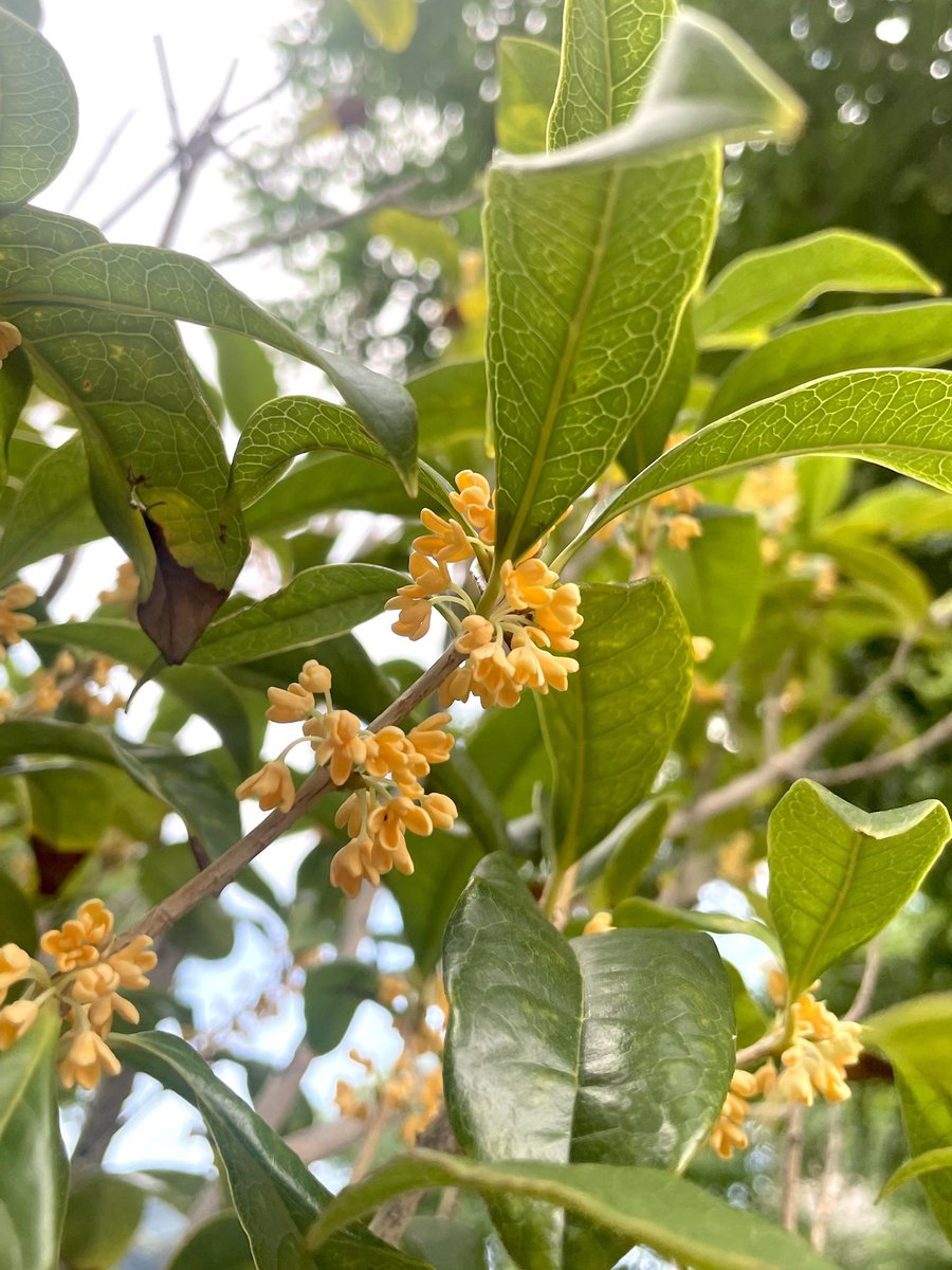 aya_kk_17's tweet photo. 歩いてたら金木犀の香りがした。

見つけた🌼🌿 https://t.co/U8CCF8NiP5