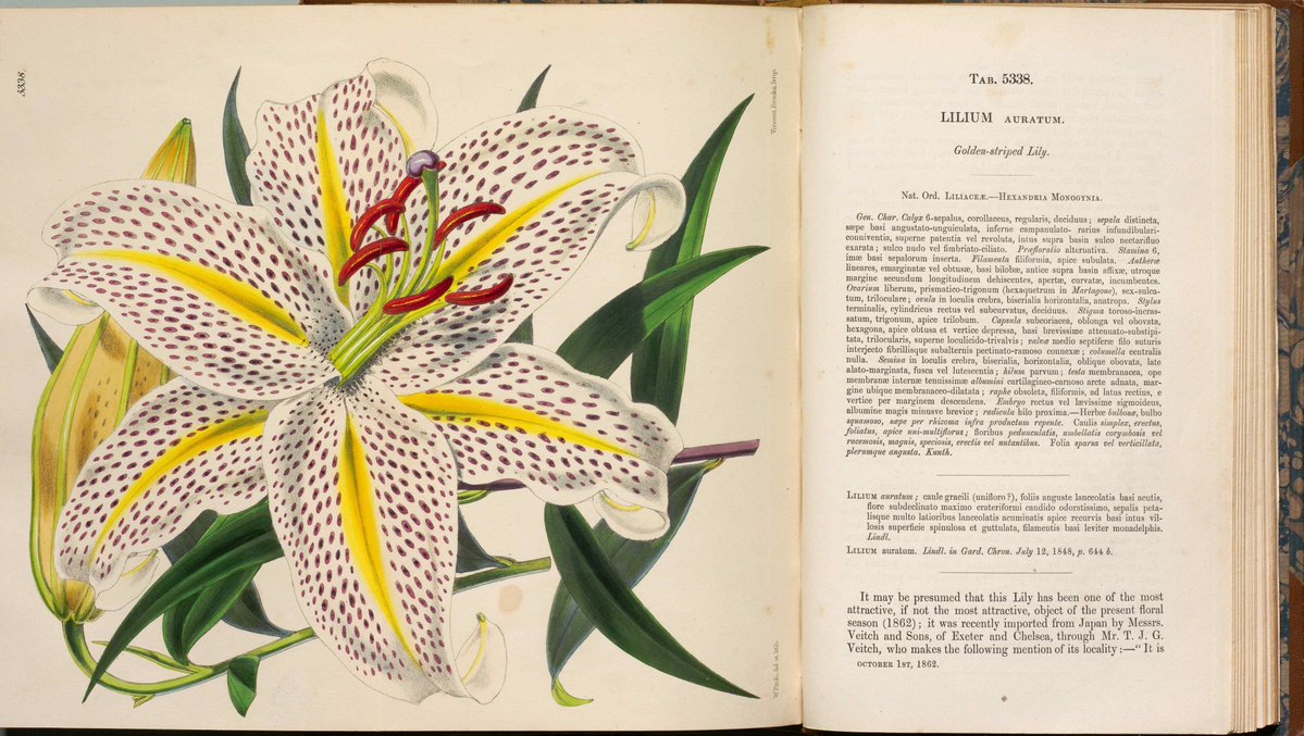 NDLJP's tweet photo. こちらは、イギリスの植物学雑誌『ボタニカル・マガジン』88号（1862年）に掲載されたヤマユリです。日本を訪れたプラントハンターが採集しました。大ぶりで花弁に黄金色の筋が入った華やかな見た目が評判になり、日本から大量の球根が輸出されました。#冒険する園芸 で17日まで展示中です。 https://t.co/Iz4Gwrv0Na
