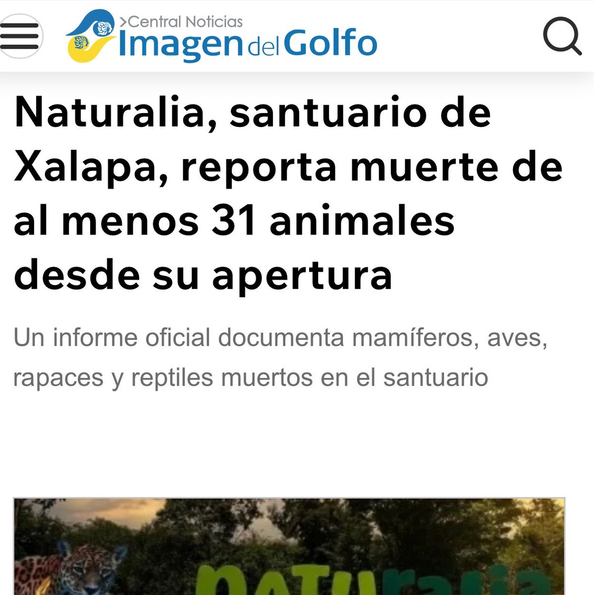 YoAmoaLaCiencia's tweet photo. 🍃 Monitoreo ambiental | Veracruz: Mueren 31 animales rescatados del tráfico ilegal mientras estaban bajo el cuidado del gobierno de Rocío Nahle

Una investigación del periodista Luis Rivera, de Imagen del Golfo, reveló que la Secretaría de Medio Ambiente de Veracruz reconoció, mediante una respuesta de transparencia, la muerte de 31 animales que ingresaron al santuario Naturalia, ubicado en Xalapa.

Esta respuesta oficial contradice las declaraciones de Luz Mariela Zaleta Mendoza, secretaria de Medio Ambiente del gobierno de Rocío Nahle, quien había rechazado públicamente los señalamientos sobre muertes de animales en el recinto.

Naturalia es un santuario público destinado a recibir, atender, rehabilitar y resguardar fauna silvestre, incluidos animales rescatados del tráfico ilegal. 

La dependencia atribuye los fallecimientos a las condiciones críticas en que ingresaron los animales, pero no ha presentado públicamente los expedientes clínicos individuales que permitan comprobar sus diagnósticos, tratamientos y causas de muerte.

Además, PROFEPA realizó una inspección al recinto el 1 de diciembre de 2025, cuyo resultado definitivo no se ha hecho público.

Naturalia es una instalación que recibe animales bajo resguardo federal y estatal, que cuenta con infraestructura veterinaria financiada con recursos públicos.

¿Mariana Boy va a encubrir las irregularidades de Naturalia asegurando que todo está en orden y aceptando la versión de que la propia PROFEPA entregó a los animales en mal estado?

¿O va a investigar qué ocurrió mientras estaban bajo el cuidado del gobierno de Rocío Nahle?