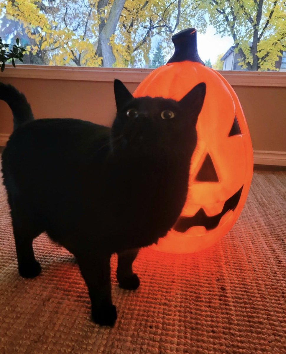 SAFEteamrescue's tweet photo. SAFE Team alum, Slinky, is ready for Halloween! What a cutie! #adopted #safeteamkitty #safeteamrescue #yeg #adoptdontshop https://t.co/6XJJqV4iMC