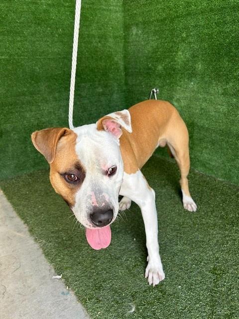 AnimaLancaster's tweet photo. #A5805453
Male, white and brown Pit Bull Terrier
1 year old.
https://t.co/karshJWmPY https://t.co/50nSOmPSiV