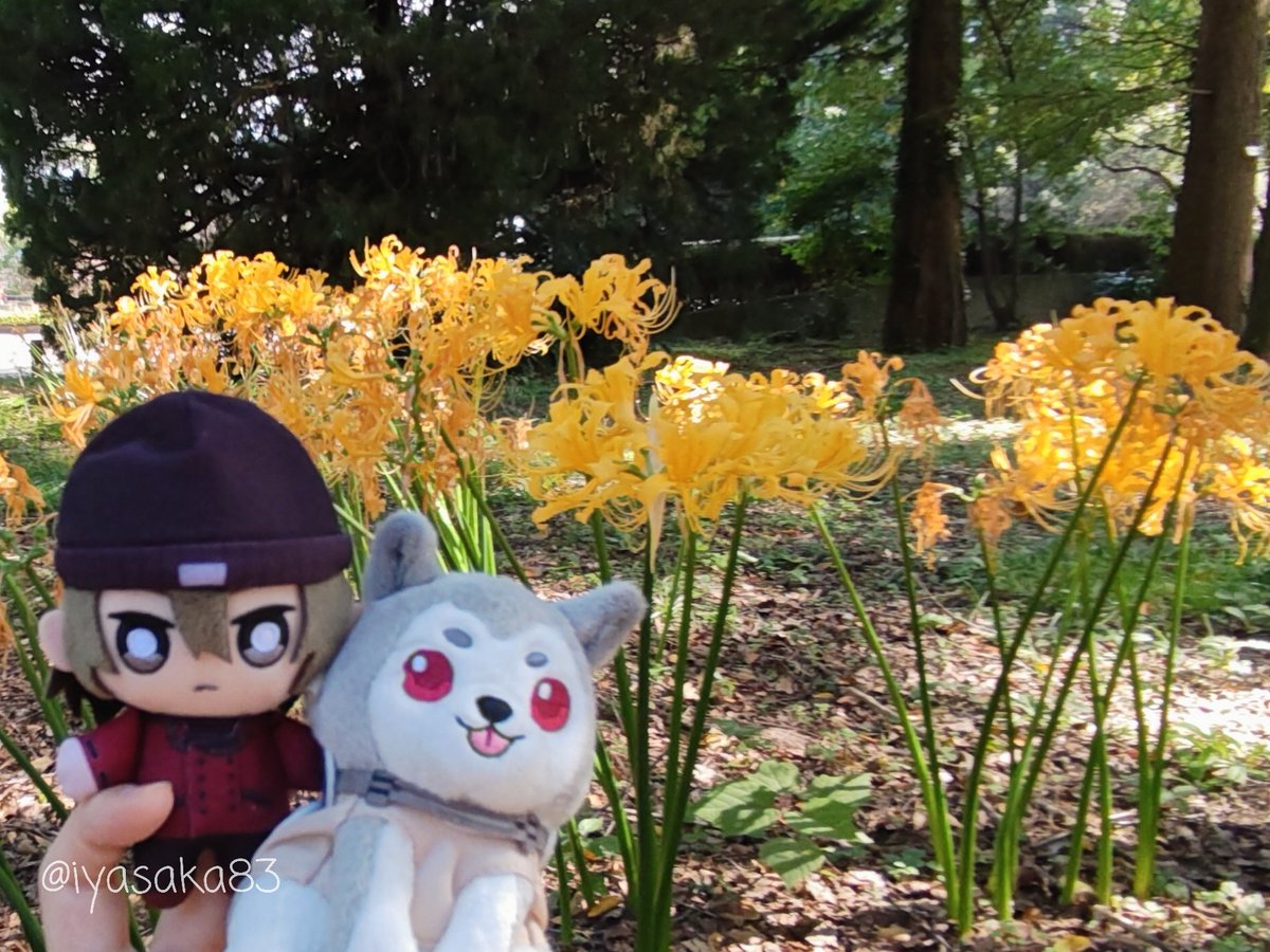 iyasaka83's tweet photo. 検査まで時間あるので外出許可をいただき散歩してきた。シンジ、コロちゃん、季節の花が綺麗だね〜。#ペルソナ3リロード #P3R https://t.co/VWA8oPKFaB
