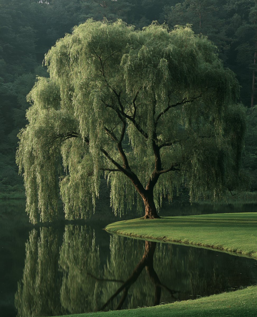 aestheticwabi's tweet photo. forever in awe of willows https://t.co/xdT455slfa
