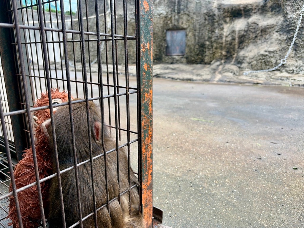 ichikawa_zoo's tweet photo. サル山の新しい日除けは、
正面(写真1枚目)と裏側の２か所に設置します。
現在サル山の外で組み立て中で、
完成品をクレーンで運び入れます。

暑い季節は終わってしまいましたが、
サルたちにとっては新しい遊び場。
おや、作業をじっと見守っているのは...？

#市川市動植物園 https://t.co/gJ0pZNPYMR