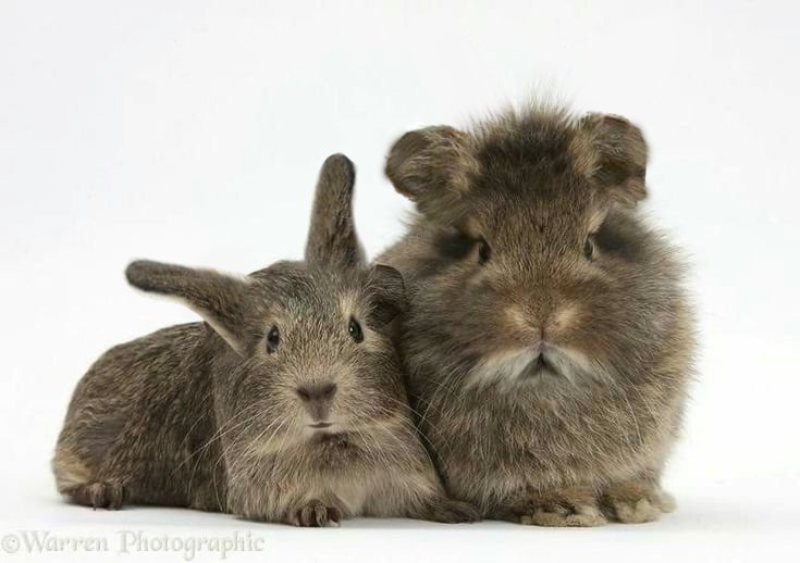 chifflu's tweet photo. arent they quite similar https://t.co/vjGSjiJjub